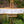 XXL Agapanthus white live edge wood painting